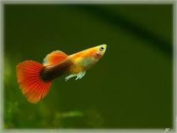 Golden Red Tuxedo Guppy (Male)