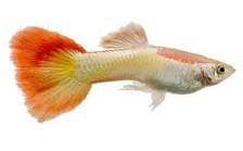 Micariff Sunset Guppy (Male)