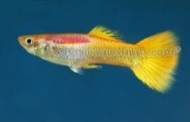 Micariff Yellow  Guppy (Male)