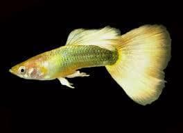 German Yellow  Guppy (Male)