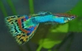 Rainbow Guppy (Male)