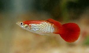 Red Blonde Cobra Guppy (Male)