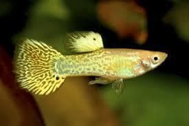 Yellow Golden Cobra Guppy (Male)