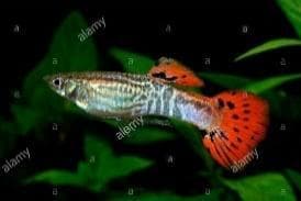 Red Cobra Guppy (Male)