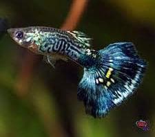 Blue Cobra Guppy (Male)