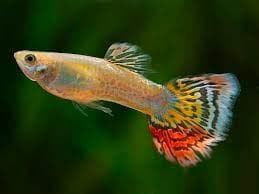 Pine Apple Cobra Guppy ( Male )