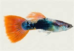 Neon Red Guppy (Male)