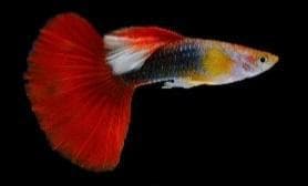 Turquoise Redtail Guppy (Male)