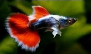 Santa Claus Guppy Male