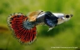 Elaphant Ear Guppy