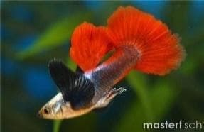 Elaphant Ear Red Premium