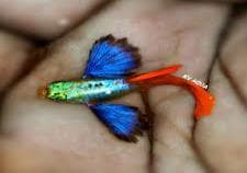 Elaphant Ear Platinum Red Tail