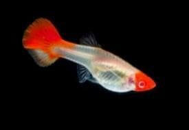 Red Cap Guppy / Red Albino Guppy