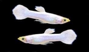 Snow White Guppy (male)