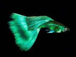 Moscow Green Guppy