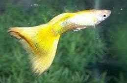 Moscow Yellow Guppy