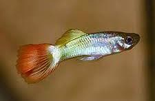 Lum Tiron Guppy