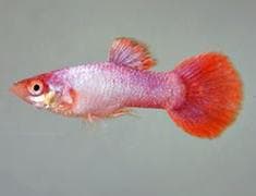 Pink Guppy