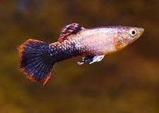 Pink tuxedo Guppy