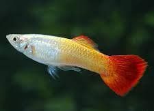 Krish Flame Guppy