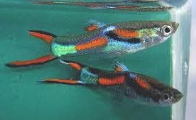 Endler's Guppy (Male) (L=1.5cm)