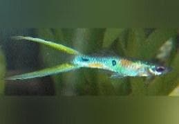Green Lyertail Guppy