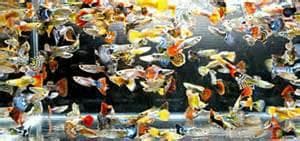 Mixed Guppy (Male)
