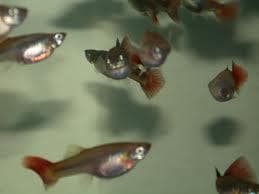 Mixed Guppy (Female)