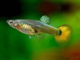 Red Blonde Guppy (Female)