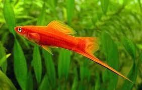 Red Swordtail