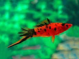 Berlin Swordtail