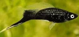Black Swordtail