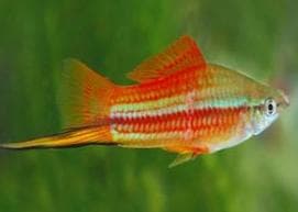 Pineapple Swordtail