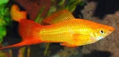 Sunset Swordtail