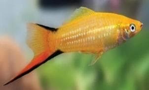 Golden Comet Swordtail