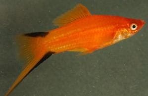 Red Comet Swordtail