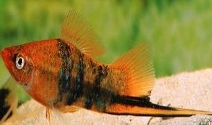 Tiger Swordtail