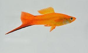Golden Swordtail