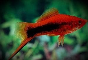 Red Tuxedo Swordtail