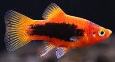 Red Tuxedo Platy