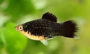 Black Platy