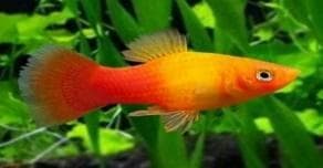 Sunset Platy