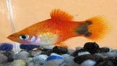 Mickey Mouse Platy
