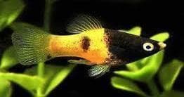 Bumble Platy