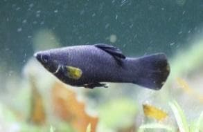 Black Molly