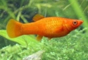 Orange Molly