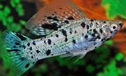 Dalmation Sailfin Molly