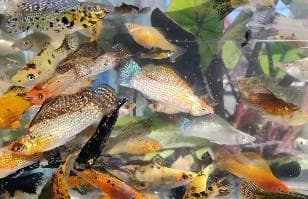 Mixed Sailfin Molly