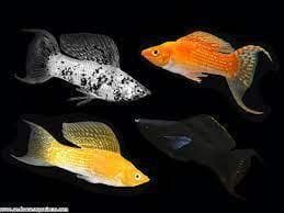 Mixed Lytail Molly