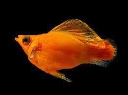 Orange Baloon Molly